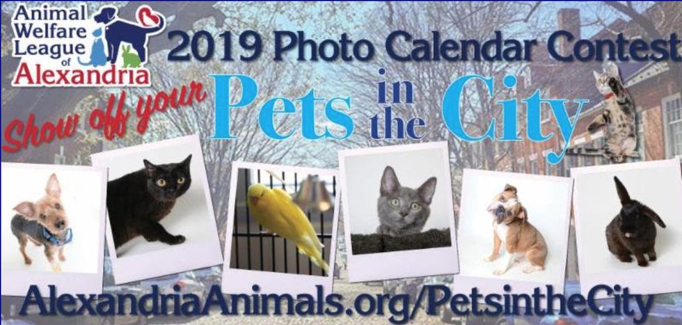 Animal Welfare League Calendar Photo Contest is Open Alexandria